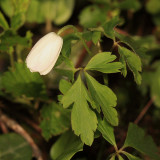 Wood Anemone - Anemone quinquefolia
