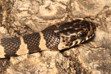 Northern Water Snake - Nerodia sipedon