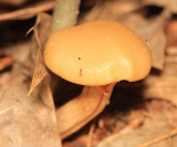 Pholiota mutabilis or Pholiota veris
