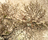  New York Scalewort - Frullania eboracensis 