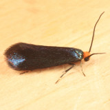 0181 - Maple Leafcutter Moth - Paraclemensia acerifoliella