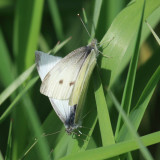 Cabbage Whites - Pieris rapae