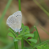 Silvery Blue - Glaucopsyche lygdamus