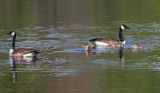 Ganada Goose family - Branta canadensis