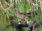 Wood Duck - Aix sponsa (female)