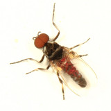 Simulium sp.