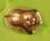 Mottled Tortoise Beetle - Deloyala guttata