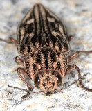 Northeastern Sculptured Pine Borer - Chalcophora liberta