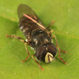 Paragus sp.  subgenus Paragus