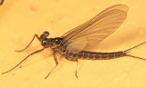 Flatheaded Mayflies - Arthropleidae - Arthroplea bipunctata