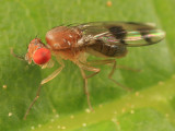 Chymomyza amoena