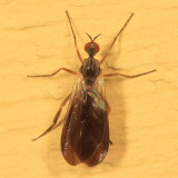 Rhamphomyia sp. (subgenus Pararhamphomyia)