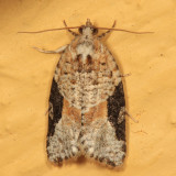 3625 - Gray-banded Leafroller - Argyrotaenia mariana