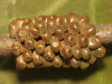 7730 - Buck Moth - Hemileuca maia (eggs)