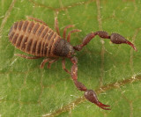 Chernetidae - Dendrochernes sp.