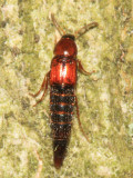 Tachyporinae - Mycetoporini
