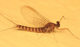 Siphlonurus sp.