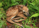 White-tailed Deer (fawn) - Odocoileus virginianus