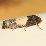 3186 - Goldenrod Gall Moth - Epiblema scudderiana