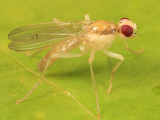 Cordilura sp.