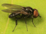 Fanniidae