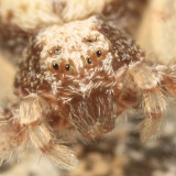 Philodromus marxi