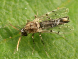 Alluaudomyia paraspina (male)