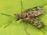 Common Snipe Fly - Rhagio mystaceus