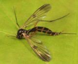 Aglaomyia gatineau