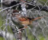 Swamp Sparrow - Melospiza georgiana