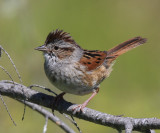 Swamp Sparrow - Melospiza georgiana