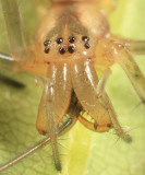 Tetragnatha elongata?