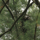 Common Raven (nest) - Corvus corax