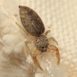 Hentzia sp.