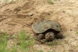 Common Snapping Turtle - Chelydra serpentina