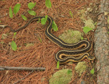 Garter Snake - Thamnophis sirtalis