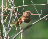 Eastern Towhee - Pipilo erythrophthalmus  (female)