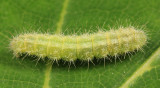 ~6092 - Plume Moth - Geina sp.