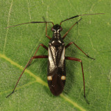 Orectoderus obliquus