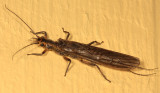 Perlinella drymo