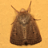 10567 - Sheathed Quaker - Ulolonche culea