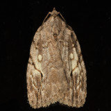 9664 - White-blotched Balsa - Balsa labecula
