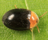 Sacodes thoracica