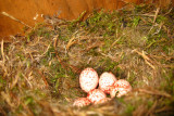 Black-capped Chickadee (nest) - Poecile atricapillus