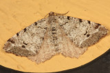 6347 - Macaria pinistrobata