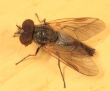 Symphoromyia sp.