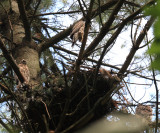3 young Northern Goshawks (around nest) - Accipiter gentilis