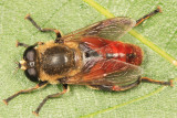 Polydontomyia curvipes