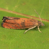 3406 - Dichrorampha bittana