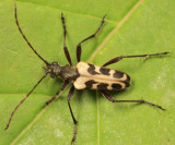 Evodinus monticola